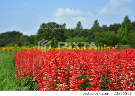 盛開的丹參和向日葵 23865596