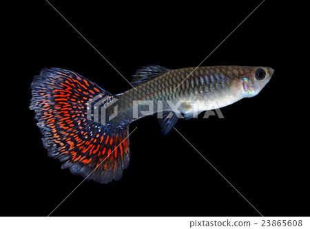 Beautiful Female Guppy  Isolated on Black 23865608