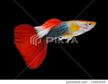 Beautiful Guppy Isolated on Black Background 23865609