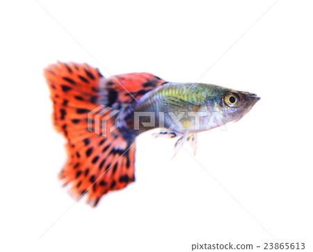 guppy fish isolated on white background 23865613