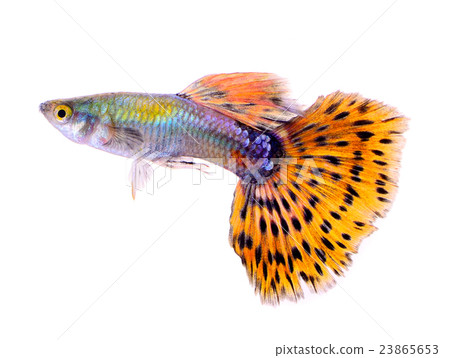 guppy fish isolated on white background guppy fish isolated on white background 23865653