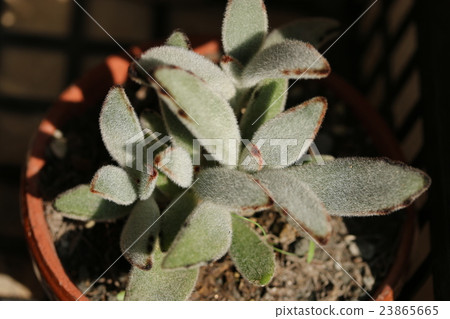 月球的耳朵 月球的耳朵 23865665