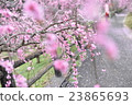 Plum blossom  23865693
