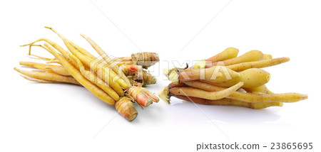 Fingerroot, Kaempfer, Boesenbergia  23865695