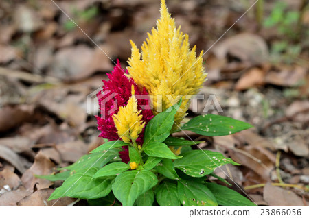 紅色和黃色,莖頭 紅色和黃色,莖頭 23866056