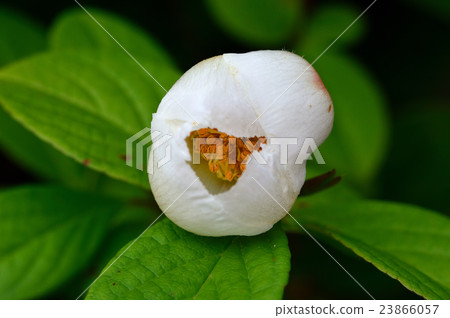 Embarrassedly, I gently opened my eyes, Shara's tree, pure white bud 23866057