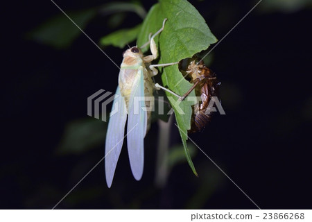 Cicada molting 23866268