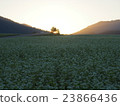 在黃昏的蕎麥領域 23866436