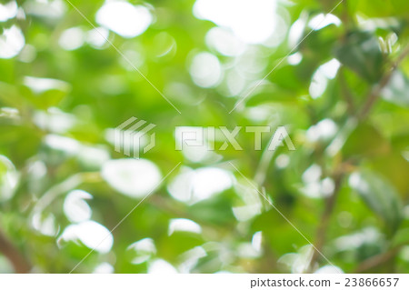 Bloom blur material 23866657