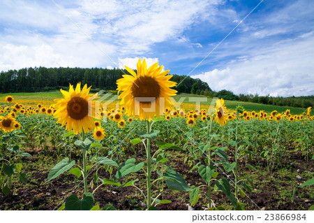 景觀富良野Himawari沒有奧卡 23866984