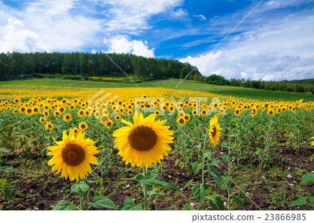 景觀富良野Himawari沒有奧卡 23866985