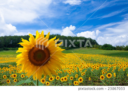 景觀富良野Himawari沒有奧卡 景觀富良野Himawari沒有奧卡 23867033