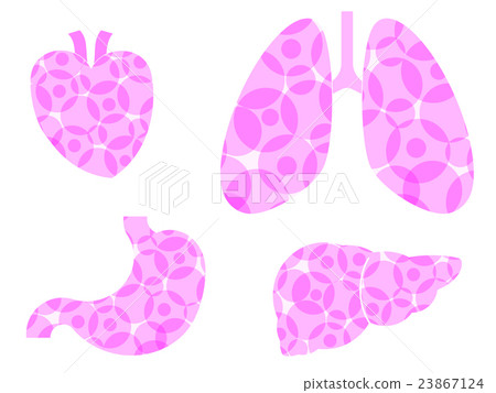心臟，肺，胃，肝臟 23867124