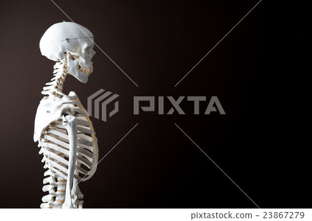 骨架模型 23867279
