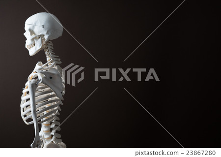 骨架模型 骨架模型 23867280