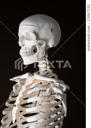 Skeleton model Skeleton model 23867282