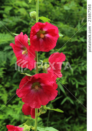 Bright red Aoi Bright red Aoi 23867568