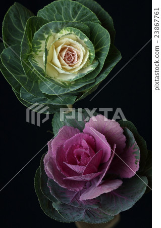 葉牡丹 葉牡丹 23867761