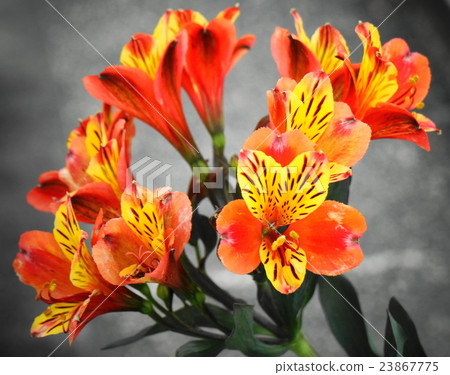 Astromeria(Incotori) Astromeria(Incotori) 23867775