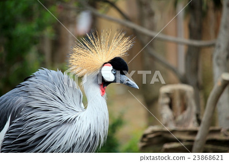 White-crowned crane 23868621