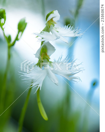 Two-wheel sausage grass 23868674