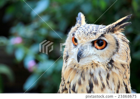 Siberian eagles Siberian eagles 23868675