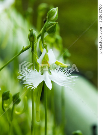 兩輪香腸草 23868700