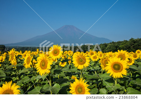 Summer Fuji and sunflower 23868804