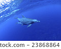 Dolphin 23868864