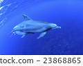 Dolphin 23868865