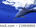 Dolphin 23868866