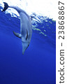 Dolphin 23868867