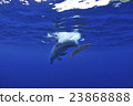 Dolphin 23868888