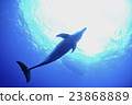 Dolphin 23868889