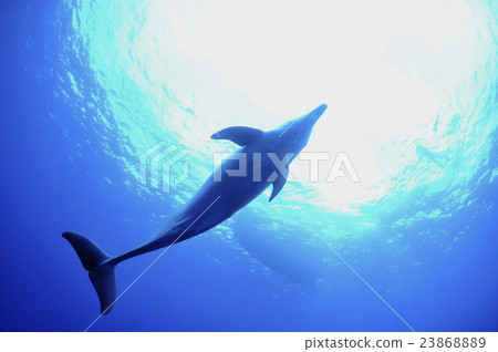 海豚 23868889