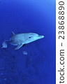 Dolphin 23868890