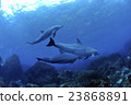 Dolphin 23868891