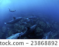 Dolphin 23868892