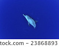 Dolphin 23868893