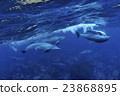 Dolphin 23868895