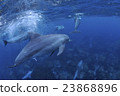 Dolphin 23868896