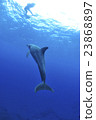 Dolphin 23868897