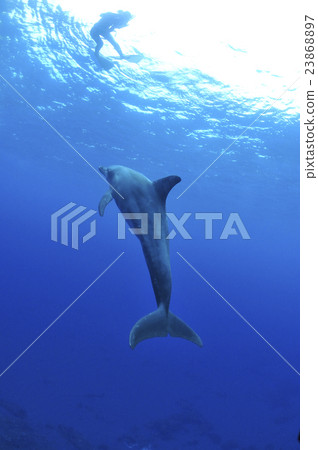 海豚 23868897