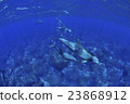 Dolphin 23868912
