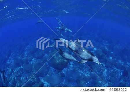 Dolphin Dolphin 23868912