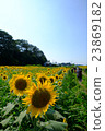 向日葵 23869182