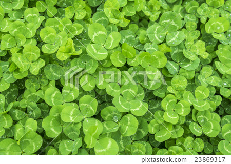 在俯視圖中看一個三葉草 23869317