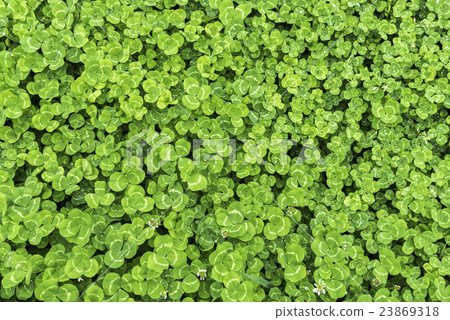 在俯視圖中看一個三葉草 23869318