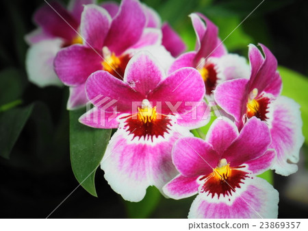 Miltonia（蹦極包）02 23869357