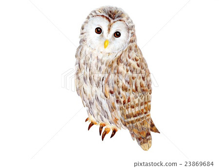 Ezo Owl 23869684